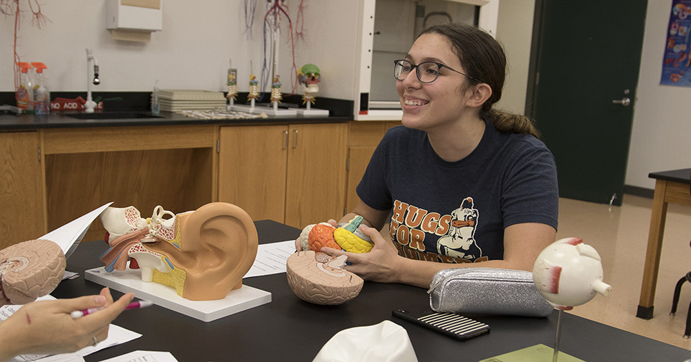 Student looking at a model of a human brain